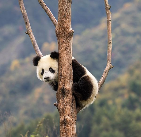 Asia-China-Wolong-Giant Panda-Part of the UNESCO Man and Biosphere Reserve Network